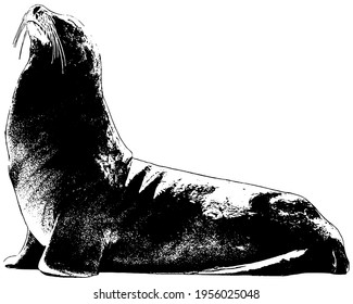 Sea Lion Vector Illustration in black on white background 