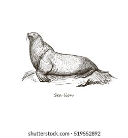 Sea lion. Vector sketch isolated on white background. The card with the inscription