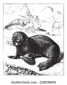 Sea lion, vintage engraved illustration. Dictionary of words and things - Larive and Fleury - 1895.