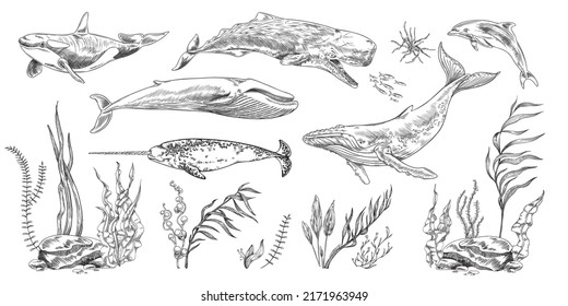 Sea mammal animals and nature elements set, hand drawn sketch vector illustration isolated on white background. Vintage style decorative marine elements.