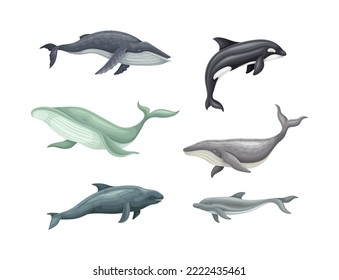 Sea mammal animals set. Whale, killer whale, dolphin marine inhabitants vector illustration