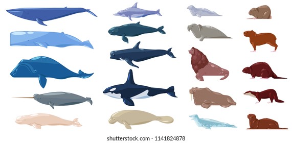 Sea mammal vector water animal character dolphin walrus and whale in sealife or ocean illustration marine set of sea-lion or sea-cow and seal or otter illustration set isolated on white background