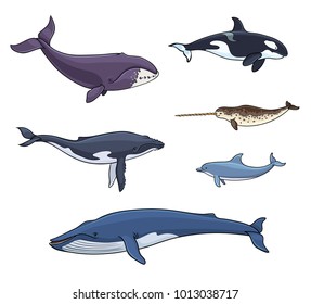 Sea mammals (cetacea): different whales, dolphin, narwhal. Vector illustration. EPS8