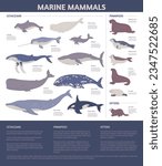 Sea mammals cetaceans and pinnipeds animals infographic, vector illustration. marine life vector illustration. Sea or ocean mammal animals of underwater habitat.