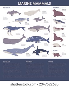 Sea mammals cetaceans and pinnipeds animals infographic, vector illustration. marine life vector illustration. Sea or ocean mammal animals of underwater habitat.