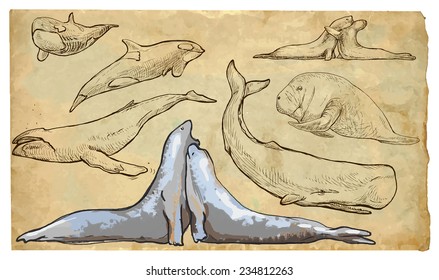 SEA MAMMALS. Collection of an hand drawn illustrations (originals, no tracing). Drawings are editable in layers and groups. The color layers are separated.