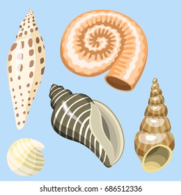 Sea marine animals and shells souvenirs cartoon vector illustration spiral tropical mollusk mussel decoration