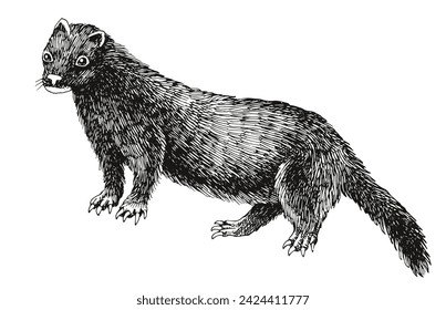 Sea mink extinct animal sketch