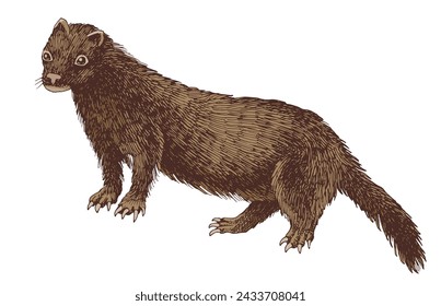 Sea mink extinct animal sketch