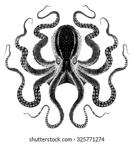 Sea Monster - Black Octopus