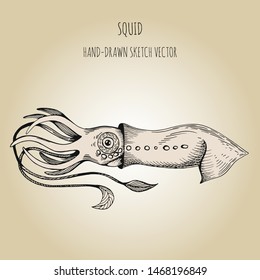 Sea Monster - Giant Squid. Hand drawn sketch vector