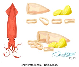 Sea monster. Ocean animal. Squid, tentacles and salted squid rings. Isolated illustration set on a white background. Illustration of a dish of squid with lemon. Squid rings cooked. Vector illustration