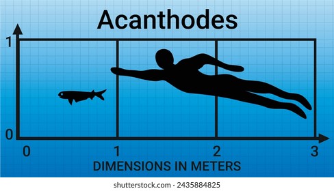 Sea monsters . Comparing the size of Acanthodes to the average adult human male (1.8 meters)