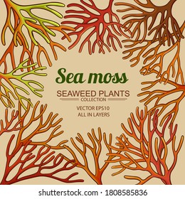 Sea Moss Frame On Color Background