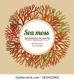 Sea Moss Frame On Color Background