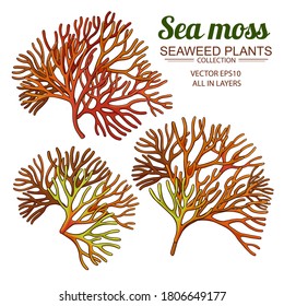 Sea Moss Set On White Background