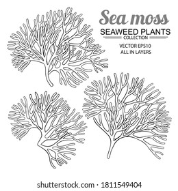 sea moss set on white background