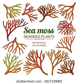 Sea Moss Set On White Background