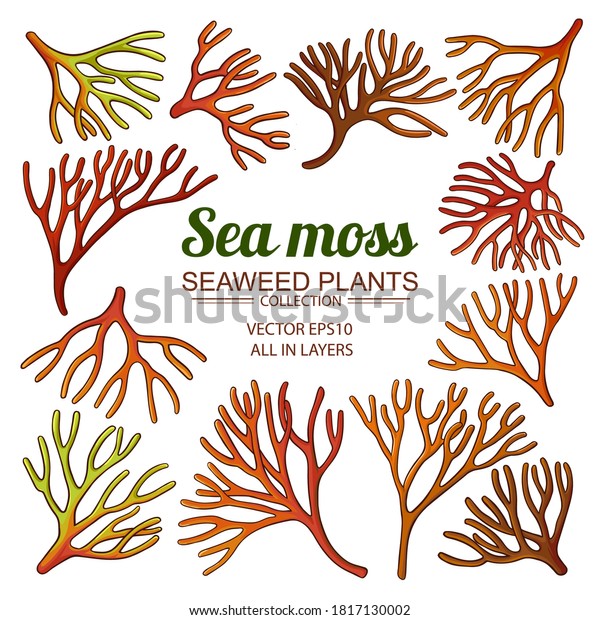 sea moss set on white\
background