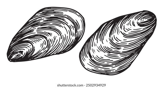 sea ​​clam, mussel. vector illustration in sketch style