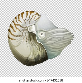 Sea nautilus on transparent background illustration
