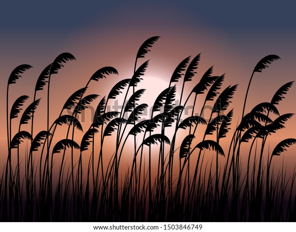 sea oats silhouette in\
sunset