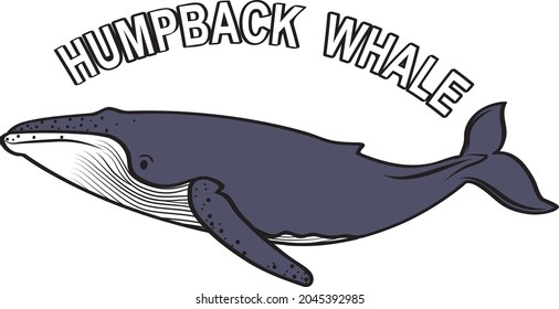 Sea Ocean Animal Humpback Whale 