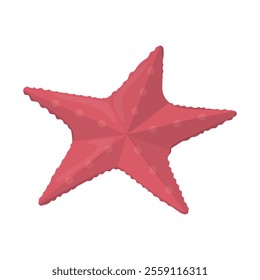 Sea And Ocean Animal Illustration - Starfish