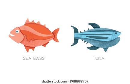 Sea Ocean Fishes Set, Sea Buss, Tuna Fish Flat Vector Illustration