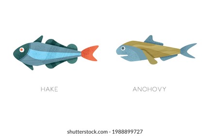 Sea Ocean Fishes Set, Hake, Anchovy Fish Flat Vector Illustration