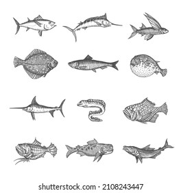 Sea and ocean isolated fish vector sketches. Tuna, blue marlin, anglerfish and puffer fish, flounder, herring and moray eel, flying gurnard, perch and swordfish, isolated hand drawn monster animals