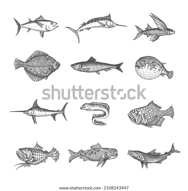 Sea and ocean isolated fish vector sketches.\
Tuna, blue marlin, anglerfish and puffer fish, flounder, herring\
and moray eel, flying gurnard, perch and swordfish, isolated hand\
drawn monster animals
