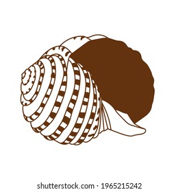 sea and ocean life. exotic seashell. Seashell, summer, holidays, seashell vector.