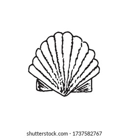 Sea ocean shell with pearl isolated on white background. Vector hand drawn illustration in reralistic sketch doodle style. Concept of beach, collection, underwater animal, diving, souvenir