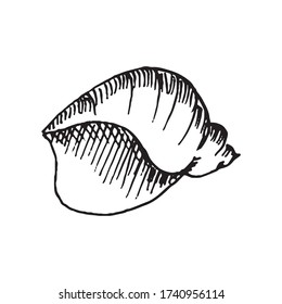 Sea ocean shell with pearl isolated on white background. Vector hand drawn illustration in reralistic sketch doodle style. Concept of beach, collection, underwater animal, diving, souvenir