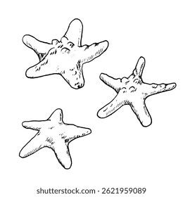 Sea and ocean stars, a sketch in black and white ink. Vector illustration. A set of starfish from the bottom of the underwater world are isolated on white background. For postcards and interior design