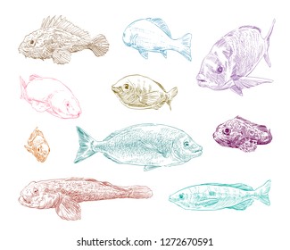 Sea and ocean types of fish hand drawn set. Vector illustration. 