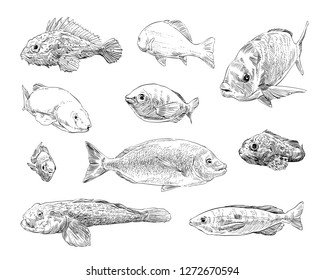 Sea and ocean types of fish hand drawn set. Vector illustration. 