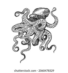 Sea octopus. Engraved hand drawn in old sketch, vintage creature. Nautical or marine, monster. Animal in the ocean. Template for logos, labels and emblems.