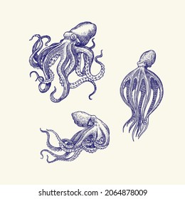 Sea octopus. Engraved hand drawn in old sketch, vintage creature. Nautical or marine, monster. Animal in the ocean. Template for logos, labels and emblems.