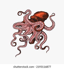 Sea octopus. Engraved hand drawn in old sketch, vintage creature. Nautical or marine, monster. Animal in the ocean. Template for logos, labels and emblems.