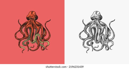 Sea octopus. Engraved hand drawn in old sketch, vintage creature. Nautical or marine, monster. Animal in the ocean. Template for logos, labels and emblems.