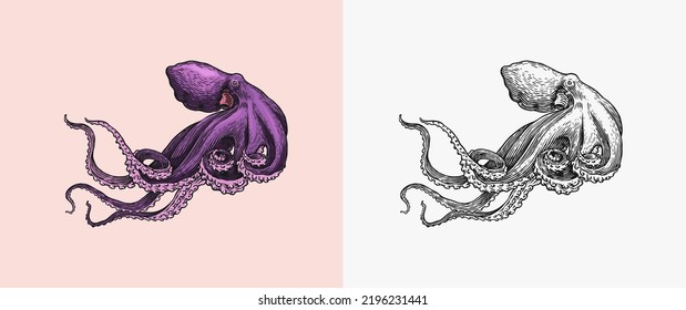 Pulpo marino. La mano grabada dibujada en el viejo boceto, criatura vintage. Náutica o marina, monstruo. Animal en el océano. Plantilla para logotipos, etiquetas y emblemas.