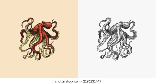 Sea octopus. Engraved hand drawn in old sketch, vintage creature. Nautical or marine, monster. Animal in the ocean. Template for logos, labels and emblems.