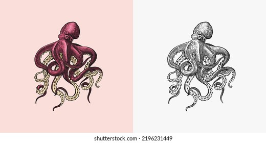 Sea octopus. Engraved hand drawn in old sketch, vintage creature. Nautical or marine, monster. Animal in the ocean. Template for logos, labels and emblems.