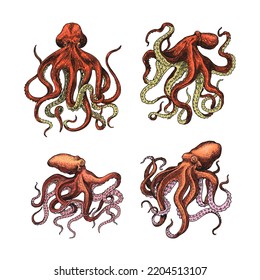 Sea octopus. Engraved hand drawn in old sketch, vintage creature. Nautical or marine, monster. Animal in the ocean. Template for logos, labels and emblems.