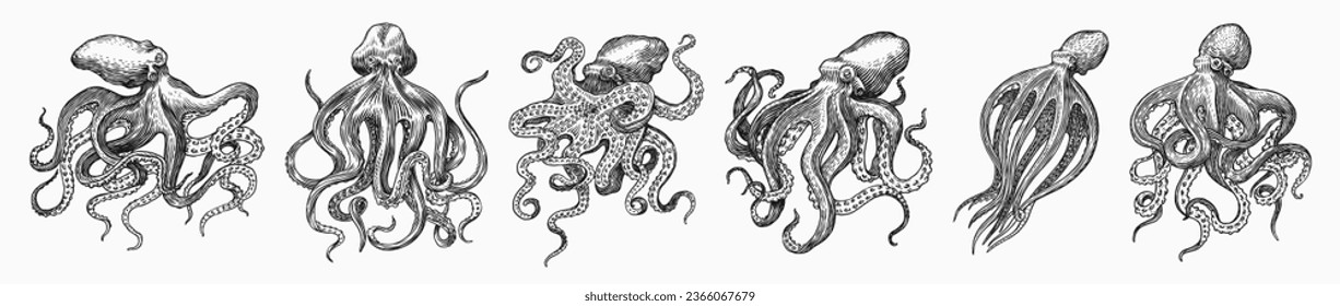 Sea octopus. Engraved hand drawn in old sketch, vintage creature. Nautical or marine, monster. Animal in the ocean. Template for logos, labels and emblems.