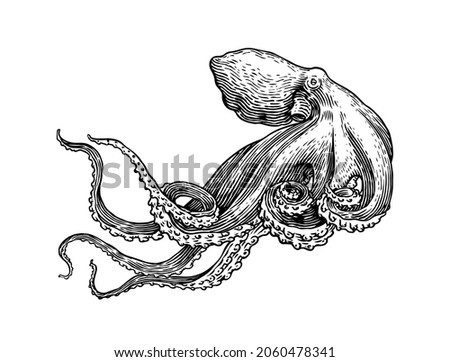 Sea octopus. Engraved hand drawn in old sketch, vintage creature. Nautical or marine, monster. Animal in the ocean. Template for logos, labels and emblems.