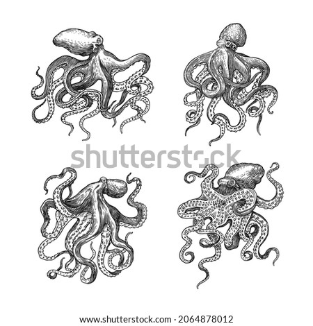 Sea octopus. Engraved hand drawn in old sketch, vintage creature. Nautical or marine, monster. Animal in the ocean. Template for logos, labels and emblems.