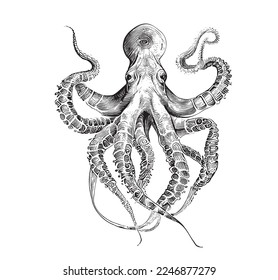 Sea octopus hand drawn sketch Underwater world Vector illustration.